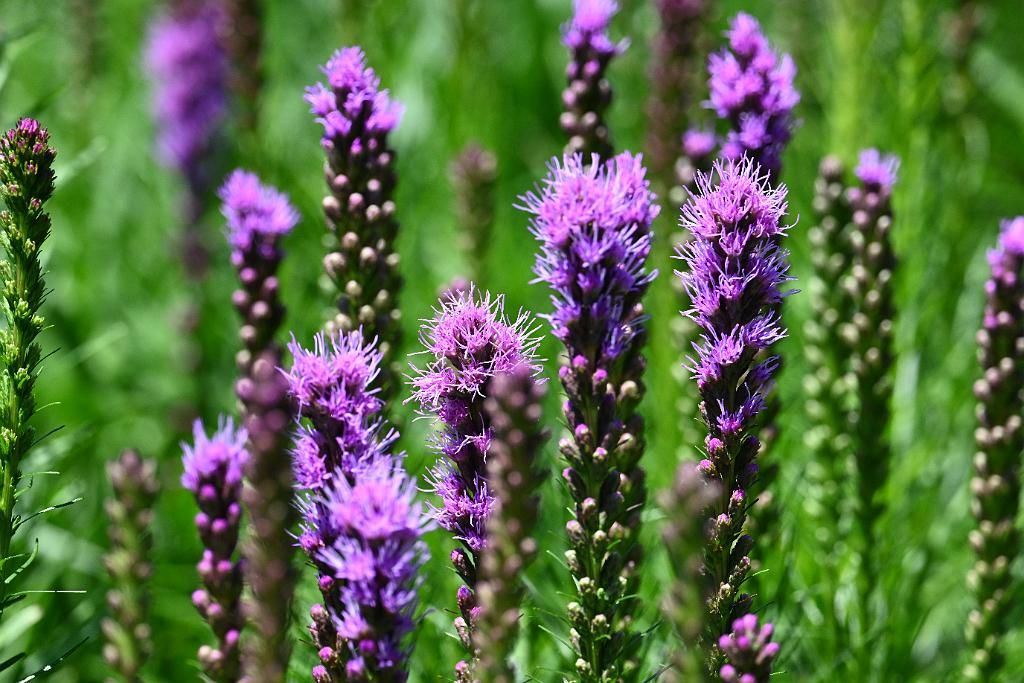 2025-06299229.JPG - Blazing Star or Gay Feather (Liatris spicata). New England Botanic Garden at Tower Hill, MA, 6-29-2025