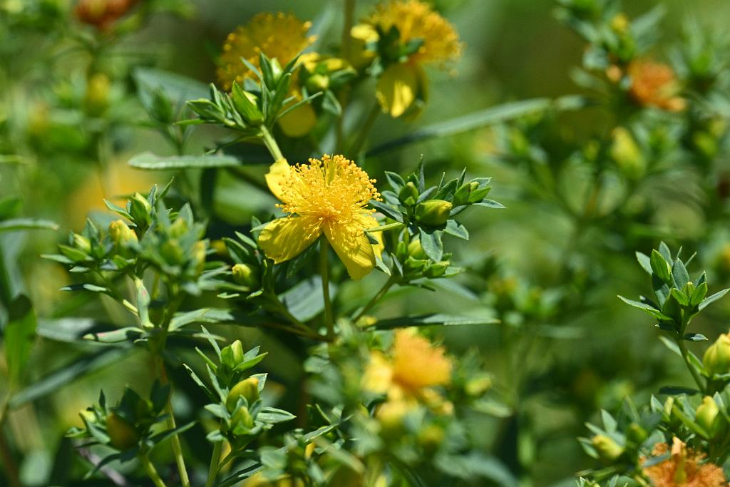2025-06299232.JPG - Blue Festival St. John's Wort (Hypericum kalmianum 'SMHKBF'). New England Botanic Garden at Tower Hill, MA, 6-29-2025