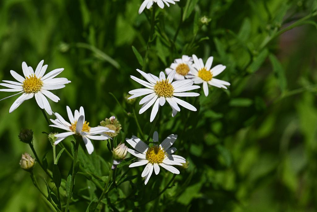 2025-06299234.JPG - Blue Wood Aster (Symphyotrichum cordifolium'Avondale'). New England Botanic Garden at Tower Hill, MA, 6-29-2025