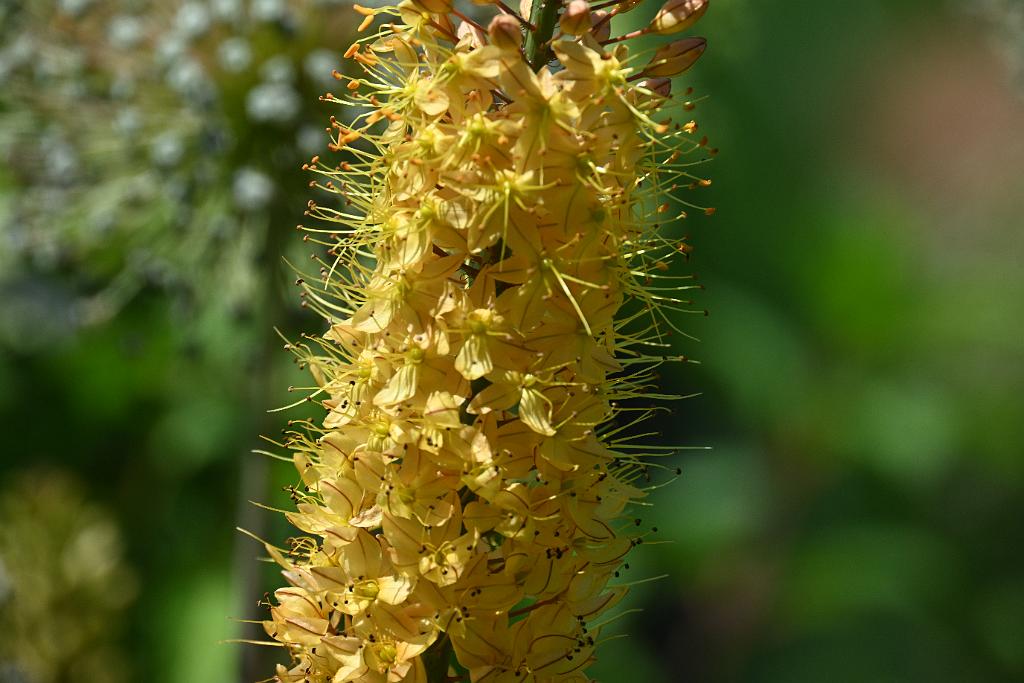 2025-06299238.JPG - Yellow Spire or Foxtail Lily (Eremurus).  New England Botanic Garden at Tower Hill, MA, 6-29-2025