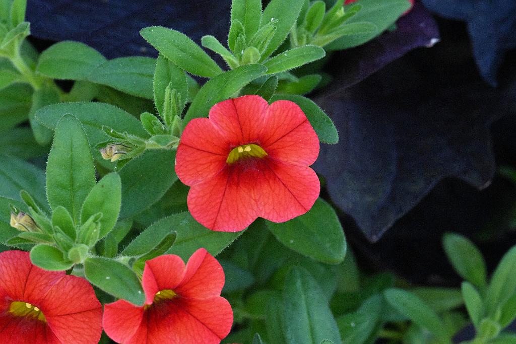 2025-06299241.JPG - Calibrachoa. New England Botanic Garden at Tower Hill, MA, 6-29-2025