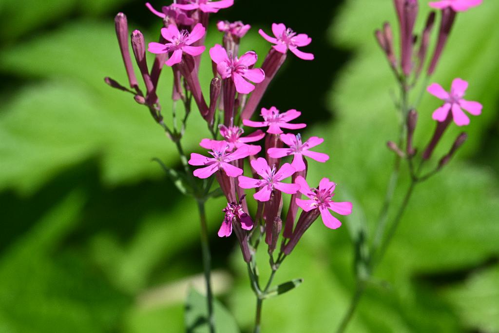 2025-06299243.JPG - Sweet William Catchfly (Silene armeria). New England Botanic Garden at Tower Hill, MA, 6-29-2025