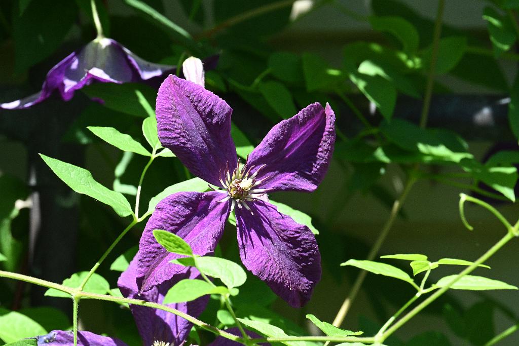 2025-06299244.JPG - Clamatis (Clematis 'Polish Spirit'). New England Botanic Garden at Tower Hill, MA, 6-29-2025