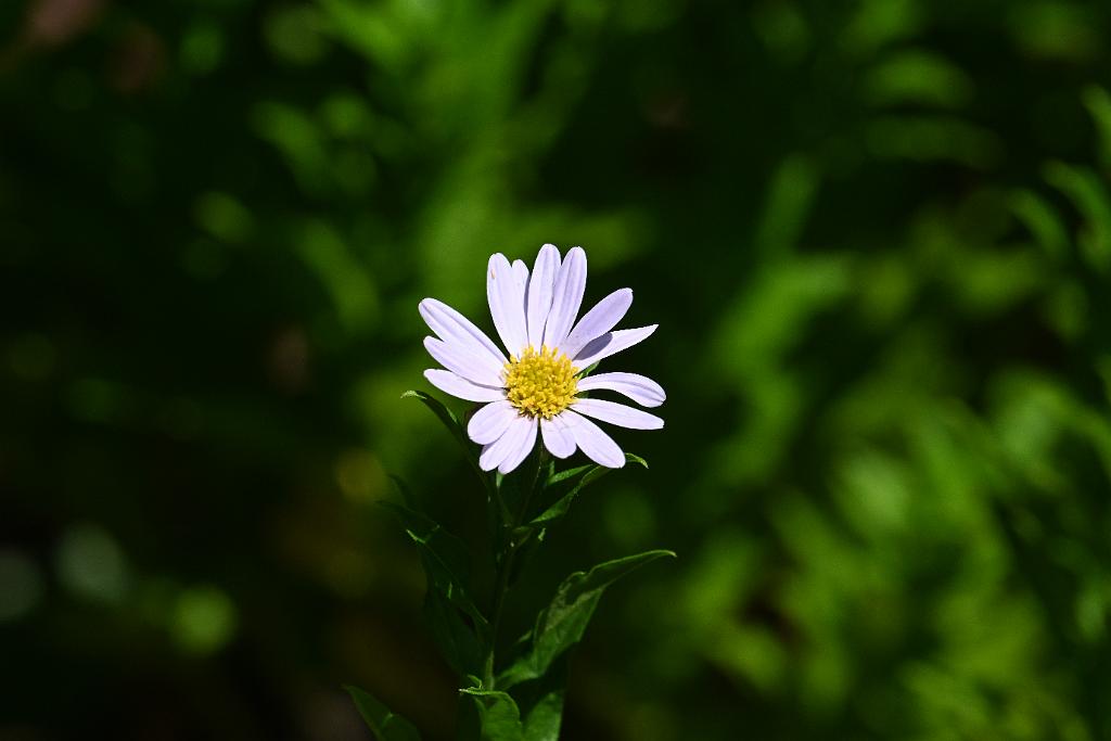 2025-06299246.JPG - Japanese Aster (Aster incisus 'Blue Star'). New England Botanic Garden at Tower Hill, MA, 6-29-2025