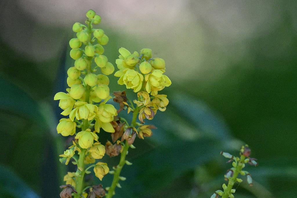 2025-06299249.JPG - Cistus Silvers (Mahonia eurybracteata). New England Botanic Garden at Tower Hill, MA, 6-29-2025