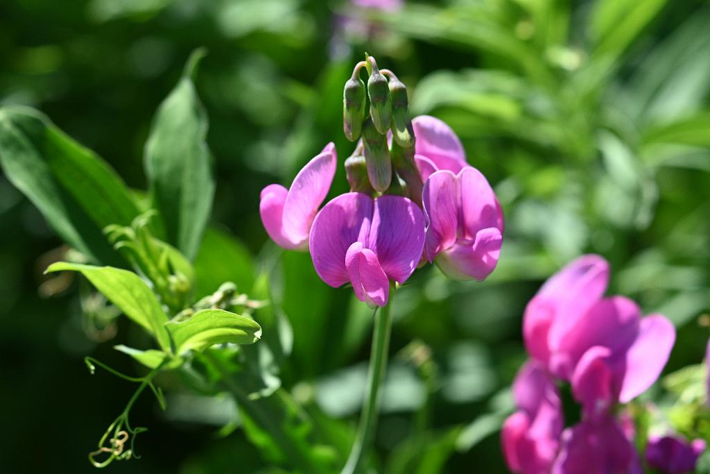 2025-06299255.JPG - Everlasting Pea. New England Botanic Garden at Tower Hill, MA, 6-29-2025