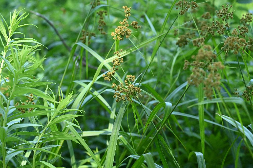 2025-06299257.JPG - Bullrush (Scirpus sp.).  New England Botanic Garden at Tower Hill, MA, 6-29-2025