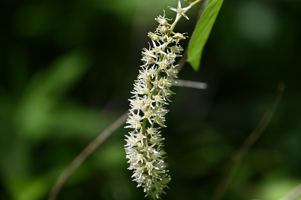 2025-06299263.JPG - Virginia Sewwtspire (Itea virginica). New England Botanic Garden at Tower Hill, MA, 6-29-2025