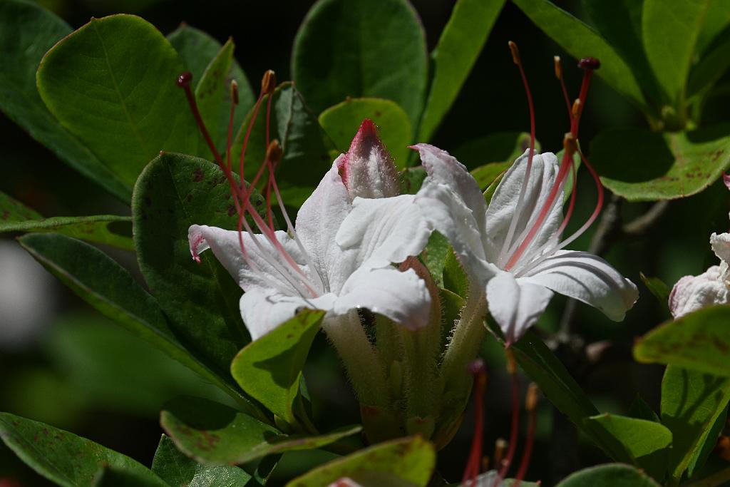 2025-06299272.JPG - Sweet Azelea (Rhododendron arborescens). New England Botanic Garden at Tower Hill, MA, 6-29-2025
