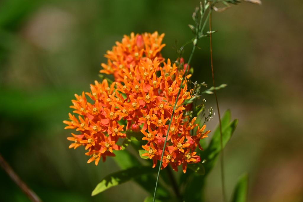 2025-06299277.JPG - Butterfly Weed (Asclepias tuberosa). New England Botanic Garden at Tower Hill, MA, 6-29-2025