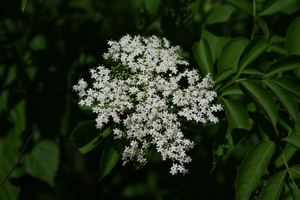 2025-06299278.JPG - American Elderberry (Sambucus canadensis). New England Botanic Garden at Tower Hill, MA, 6-29-2025