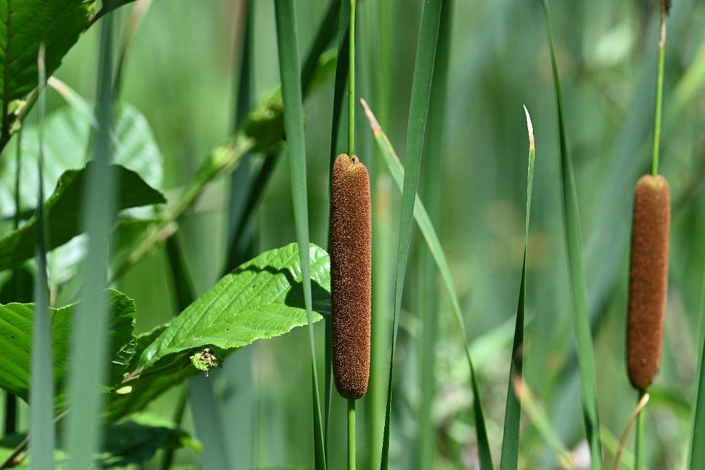 2025-06299281.JPG - Cattail. New England Botanic Garden at Tower Hill, MA, 6-29-2025