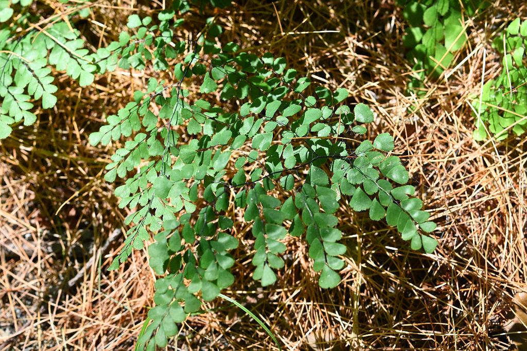2025-06299287.JPG - Himalayan Maaidenhair Fern (Adiantum venustum). New England Botanic Garden at Tower Hill, MA, 6-29-2025