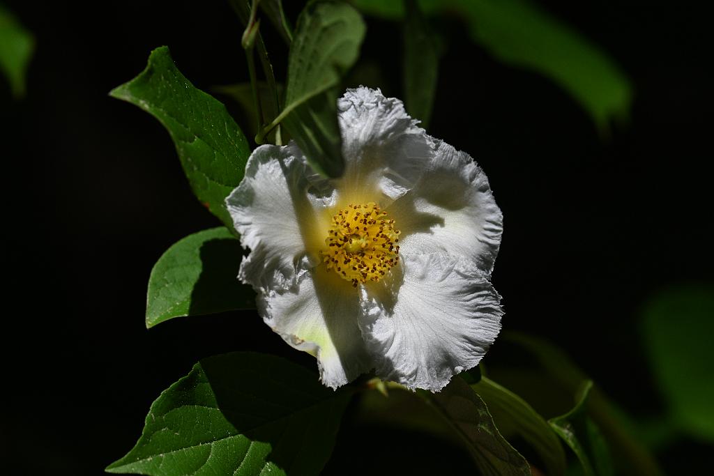 2025-06299292.JPG - Korean Stewartia (Stewartia pseudocamellia). New England Botanic Garden at Tower Hill, MA, 6-29-2025
