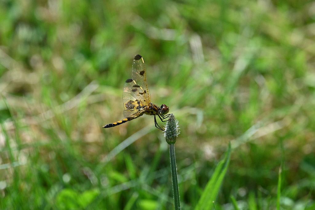 2025-06299299.JPG - Calaico Pennant Dragonfly (Celithemis elisa). New England Botanic Garden at Tower Hill, MA, 6-29-2025
