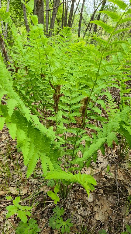 20250514_072819.jpg - Interrupted Fern. Broad Meadow Brook Wildlife Sanctuary, MA, 5-14-2025