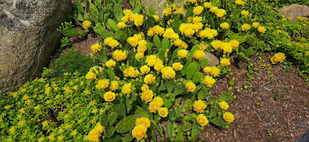 20250627_132848.jpg - Eastern Prickly Pear Cactus (Opuntia humifusa). Broad Meadow Brook Wildlife Sanctuary, MA, 6-27-2025