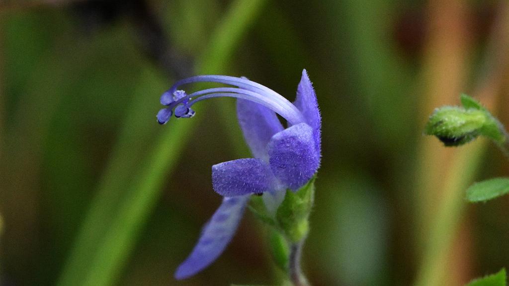 Wildflower Identification/0319 2017-08235185 Creeper Hill Road, Grafton, MA